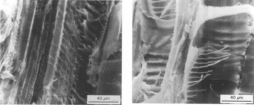 Figure 11 Micrstructure f birch wd, fracture type I, shwing a lateral fracture f the cmplicated structure f birch wd, with visible "tubular" crss-sectins f fibres f small dimensin