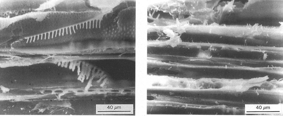 Figure 9 Micrstructure f alder wd, fracture type II, shwing the visible fibrus structure f alder wd, with numerus lateral micrfibres that cnnect the main fibres.