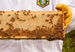 HONEYBEES In 2009, as part of an effort to show how an industrial enterprise can coexist with the agricultural & farming community and positively contribute to both, Mannington s New Jersey corporate