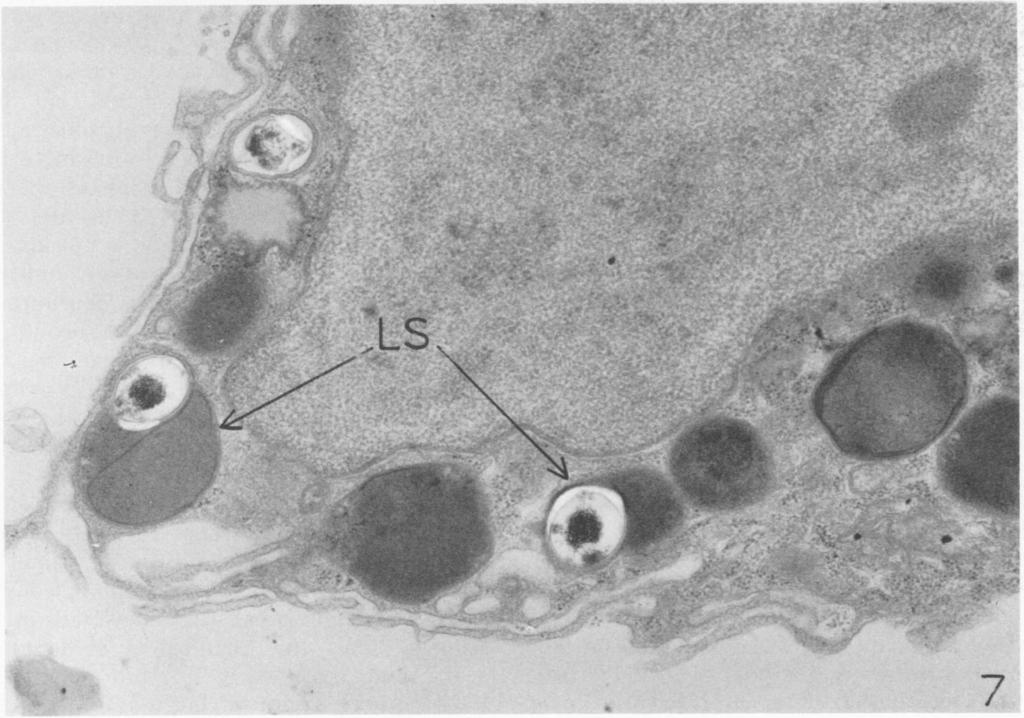 These histological results are similar to those of the present study in two respects: (i) the persistence of an MN cell infiltrate in both studies during killing of organisms and (ii) the