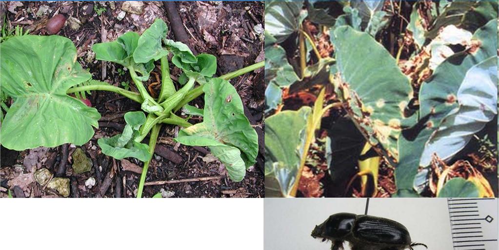 Alomae virus Leaf blight Biosecurity