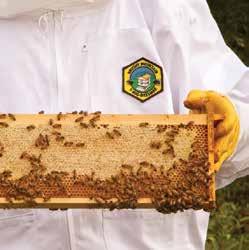 SUSTAINABILITY HONEYBEES In 2009, as part of an effort to show how an industrial enterprise can coexist with the agricultural & farming community and positively contribute to both, Mannington s New