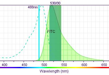 Excitation and Emission Use the maximum excitation wavelengths to determine lasers that can be used to excite the fluorochrome.