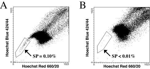 Phenotype of SP Cells Efflux Hoechst dye via ABC (ATP-Binding Cassette) membrane pump Shows like an