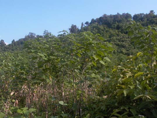 Changes in Natural Resources II Forest 79% of respondents indicated in forest 100% of respondents indicated in puak muak and posa in the forest Seeds Seeds can now be accessed from