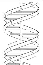 DNA DNA is one of 2 nucleic acids acids found only in the nuclei of cells of living creatures.