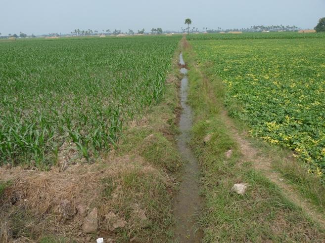 Farmers take loans from Andhra bank and no efficient system and awareness for the insurance. Picture 10: Stream 2 at 0.5 km discharging from Tungabadhra side canal Picture 11: Stream 3 tail end at 2.