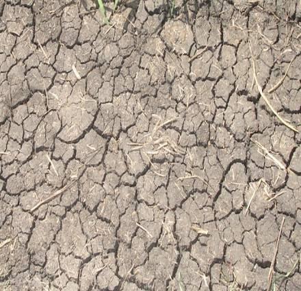 Impacts of drought include reduced crop production and water levels, increased livestock and wildlife death rates, and drastic