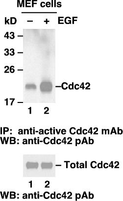 Example of Results The following figure demonstrates typical results seen with Cdc42 Activation Assay Kit. One should use the data below for reference only. Cdc42 activation assay.