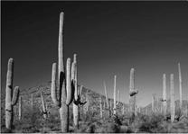 Desert Biomes Hot & Dry Desert subtropical, centered on 30º N & S Bwh