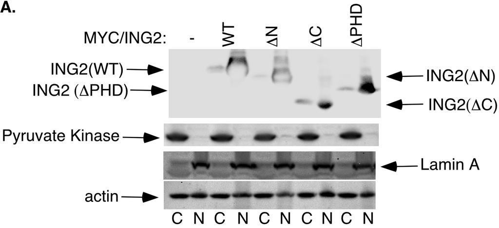 encoding wild type, DN, DC, or DPHD ING2. Pyruvate kinase and lamin A were used as cytosolic and nuclear markers, respectively.