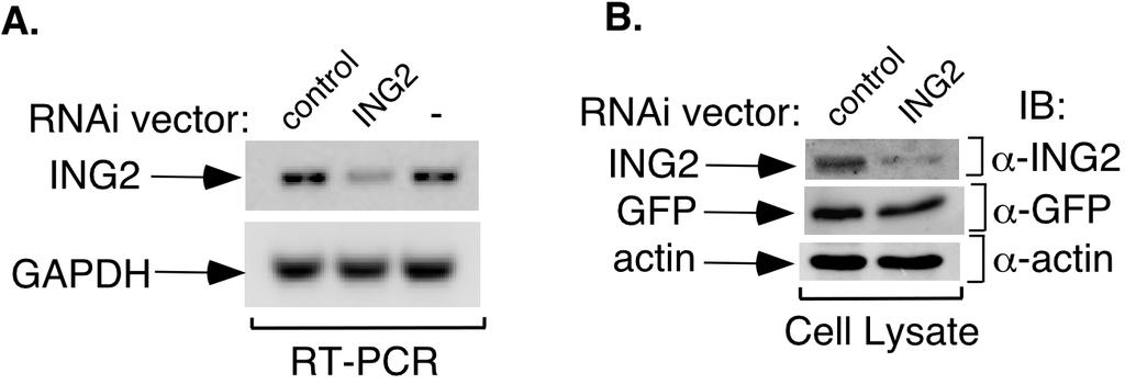 Supplemetary Fig. 2. ING2 RNAi triggers endogenous ING2 knockdown in Mv1Lu cells.