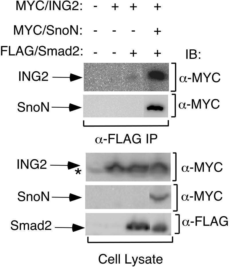 Supplementary Fig. 5. SnoN promotes ING2-Smad2 interaction.