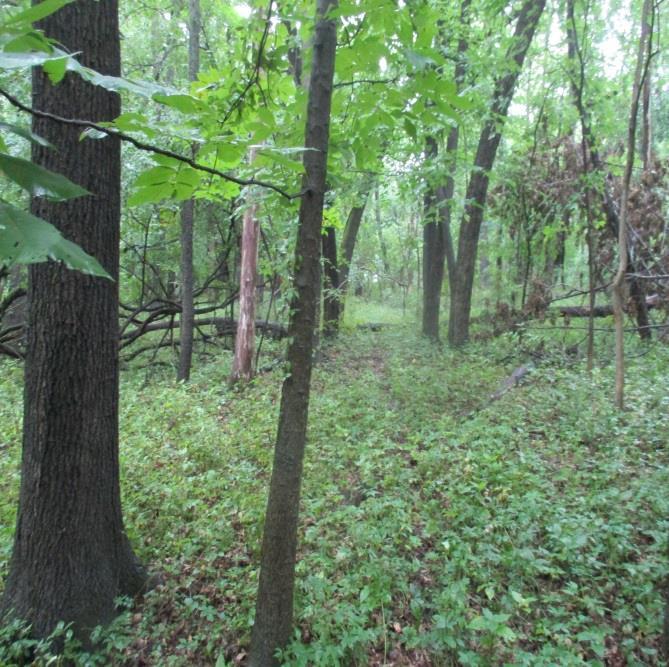Stand 1 Heavy understory of non-native invasives Management Suggestions: Forest Stand Improvement Any action that improves the growing conditions and overall plant health in a stand of trees is
