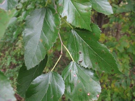 Its leaves are shiny compared to native red mulberry.