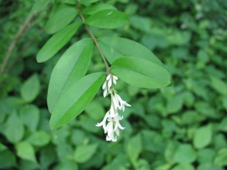 This shrub can grow 5 to 8 feet tall in the understory of
