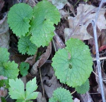 Since Garlic mustard (Alliaria petiolata) was introduced to the United States it has become a