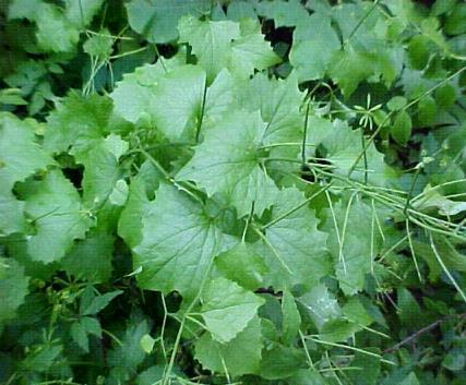 (1 st year stage) Garlic Mustard (2 nd year stage flower and seed stage) Note on herbicides: