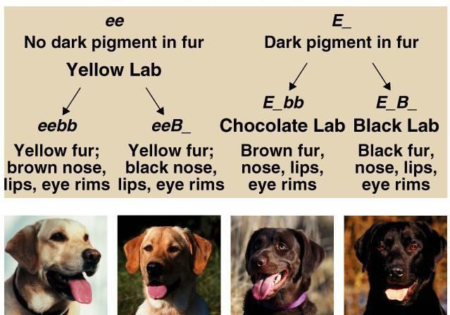 Coat color in other animals 2 genes: E,e and B,b color (E) or no