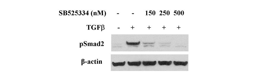 Fig. S1 TGF RI inhibitor SB525334 effectively blocks phosphorylation of Smad2 induced by TGF.