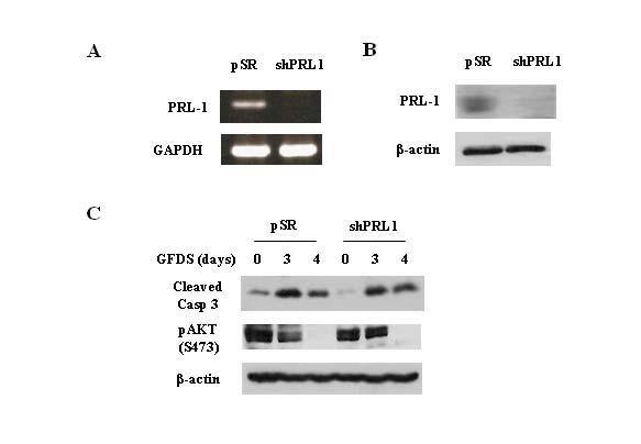 Fig. S10 Knockdown of PRL-1 expression has no effect on GFDS-induced apoptosis. Empty vector (psr) or PRL-1 shrna-expressing vector (shprl1) was stably transduced into GEO cells.