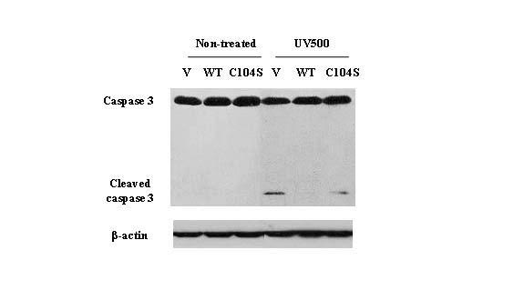 Fig. S6 PRL-3 protects FET cells from UV induced apoptosis.