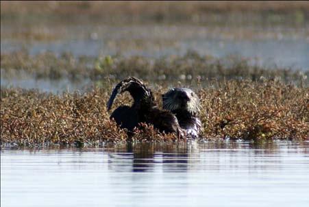 SITE PHOTOS Sea otter on marsh near the Minhoto
