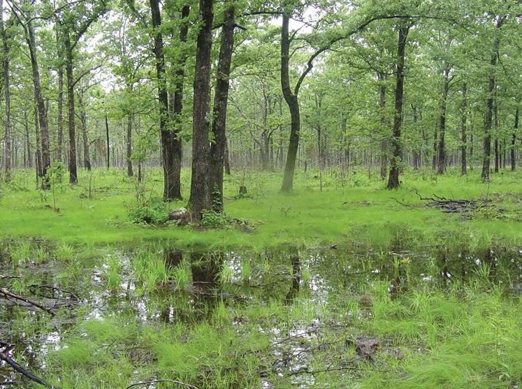 LOW-MODERATE VULNERABILITY: FLATWOODS Species are adapted to a range of