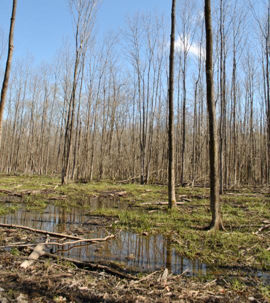 genetic stock of hardwood trees used for reforestation efforts.