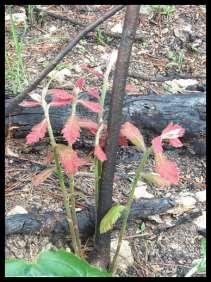 Oak seedlings & saplings have increasing capacity to sprout after fire topkill Low