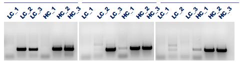 Fv SEQUENCE Amplification of Fv sequences using PCR AB 1 AB 2 AB 3 500 bp 250 bp Agarose gels of amplified Fv regions of 3 antibodies using 3 pairs of primers Subcloning