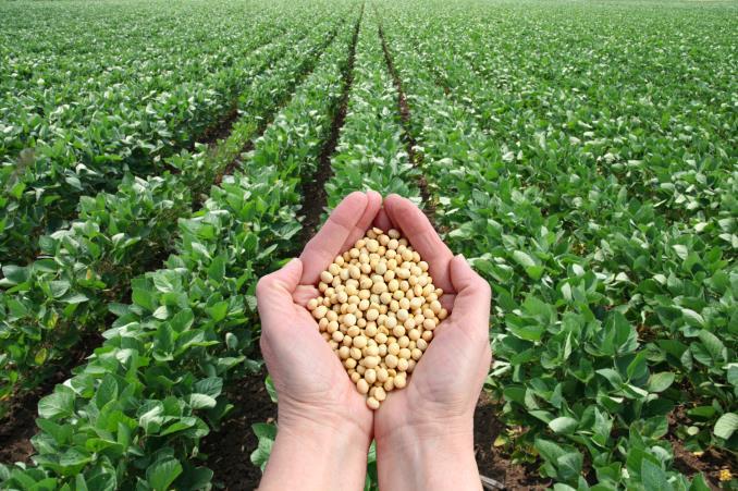 6589 Attention: Editor November 26, 2018 PRESS RELEASE Successful Soybean Crop Trial in Japan Signals Good News for Farmers Entering Southern Hemisphere Growing Season A recent report on the