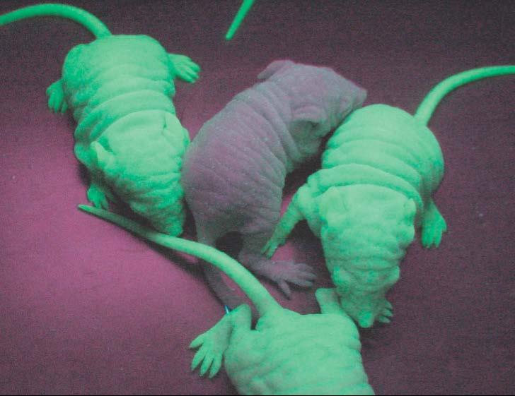 Gene causes these mice to glow in the dark.