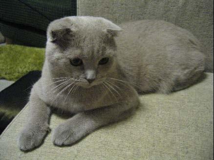 randomly, as in this Scottish fold cat.