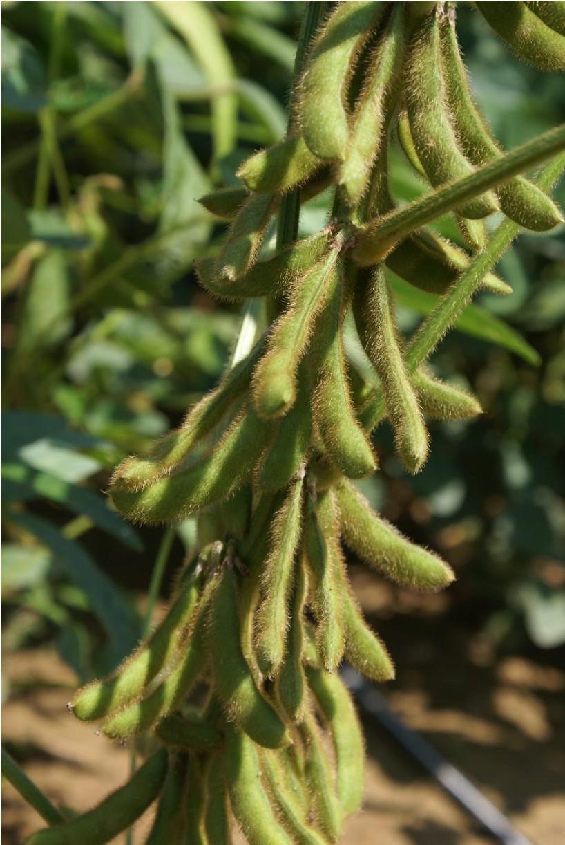 Economic Impact Soybean is a major oil seed crop produced and consumed worldwide.