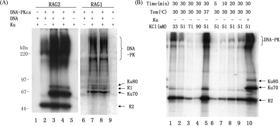 434 Young-Sool Hah et al. Fig. 1. RAG2 phosphorylation by DNA-PK. (A) In vitro kinase assay.