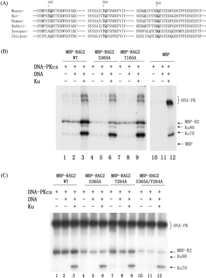 RAG2 Phosphorylation by DNA-PK 435 Fig. 2. Mutation analysis of RAG2. (A) Alignment of RAG2 amino acid sequences.