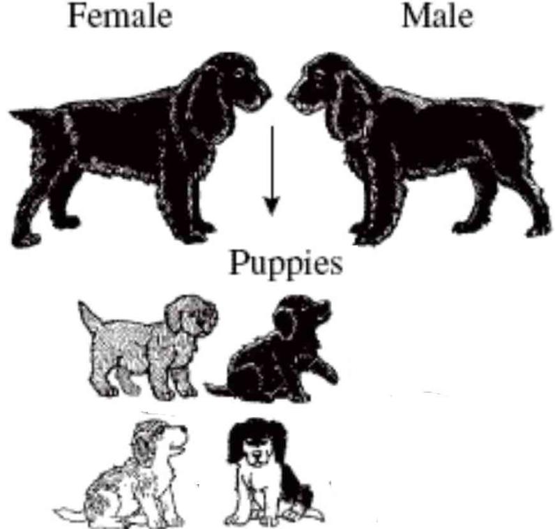 5. (D38) The picture below shows two dogs and their puppies. The parent dogs are each heterozygous for two traits: fur color and white spotting. Both parent dogs are solid black.