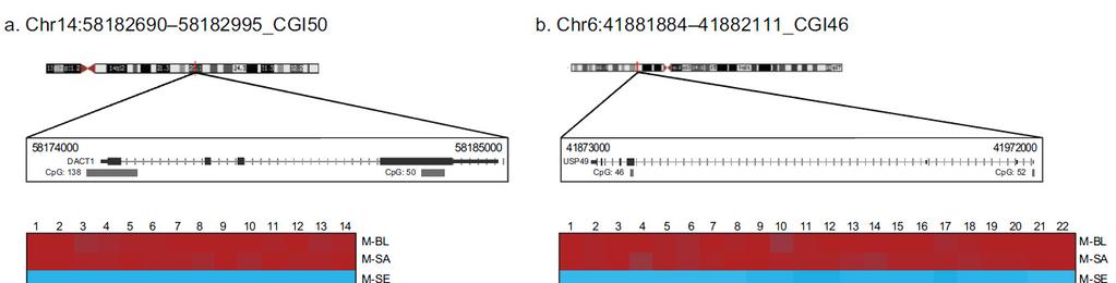 Analysis of DNA methylation Sodium bisulfite treatment of CpG motifs Met CpGp CpG Sodium bisulfite Met PCR Sequencing CpG UpG CpGp TpG SBE MSP Methylation-sensitive restriction enzyme treatment of