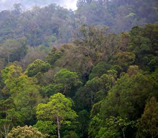 The approach was tested by producing estimates of GHG emissions from forests and peatlands in Central Kalimantan.