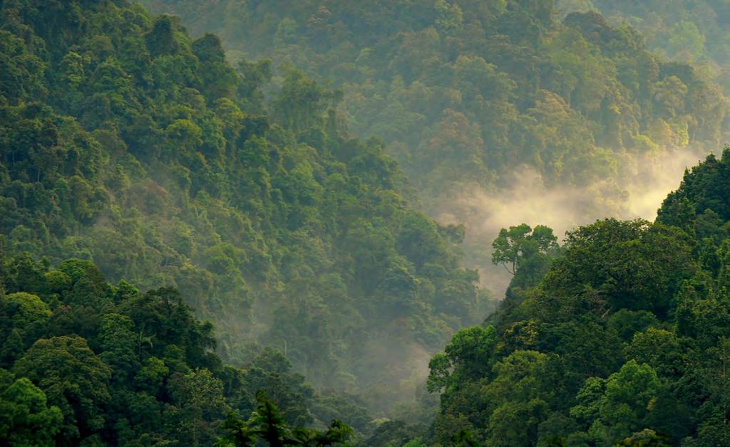 Can forest cover change be tracked in countries with high cloud cover and rapid regrowth?