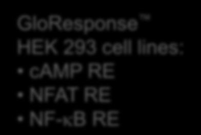 34 GloResponse HEK 293 cell lines: camp RE NFAT