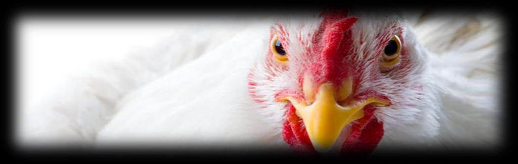 Pathogens widely impacting the poultry industry