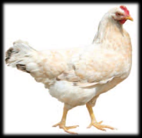 Danolyte Poultry Solution Food safety is a serious issue in the poultry industry worldwide.