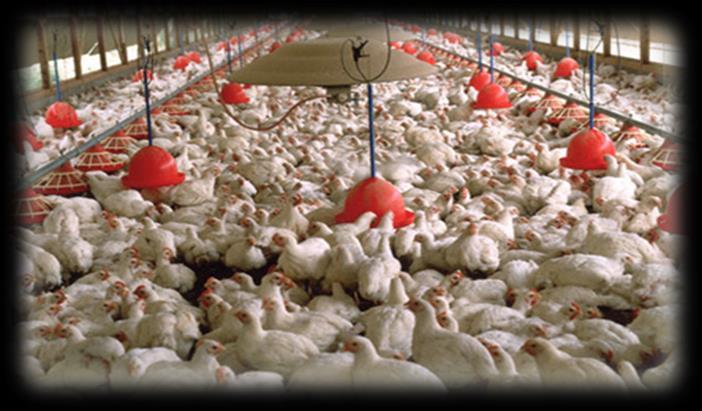 Danolyte Poultry Solution Processing The rapid processing rate within poultry abattoirs makes it difficult to control bacterial contamination of carcasses.