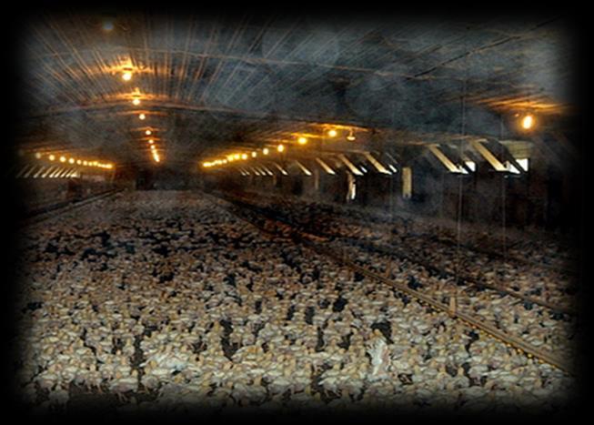 Treatment of all feed with misting of Danolyte Introduce Danolyte to drinking water Utilize mister to apply Danolyte to broilers Treat egg surfaces with Danolyte during incubation period Utilize