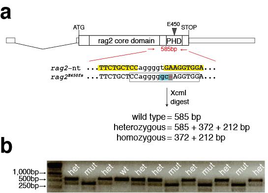 Supplementary Figure 6 Genotyping strategy to identify rag2 E450fs mutants. (a) Genomic organization of the zebrafish rag2 gene with the core domain and Plant Homeodomain (PHD) denoted.