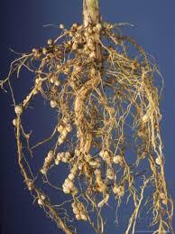 called nitrogen fixation Bacteria live in the soil and on the roots of