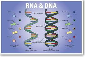 The Phosphorus Cycle Phosphorus helps organisms form DNA and RNA It is not common