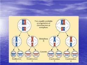 Independent Assortment Chromosomes Crossing
